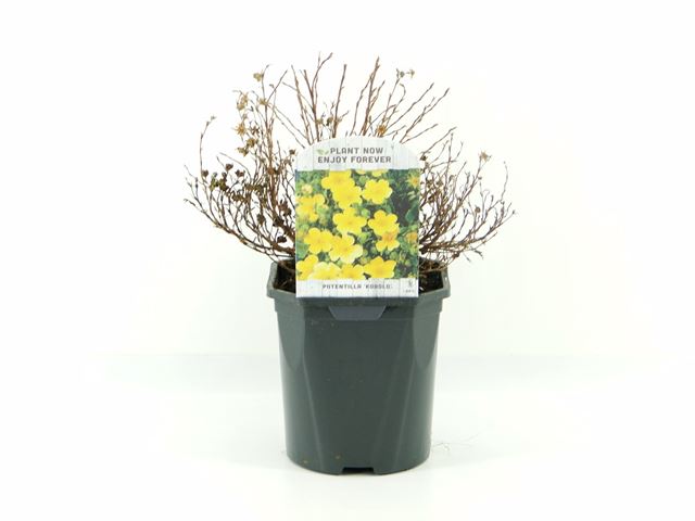 Picture of Potentilla fruticosa kobold