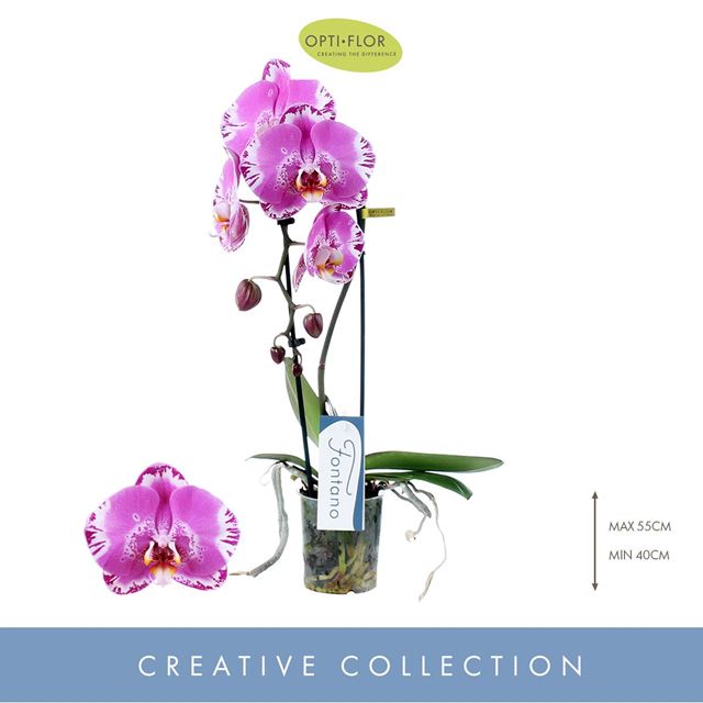 Picture of PHALAENOPSIS 01-STEM FONTANO SWAROVSKI