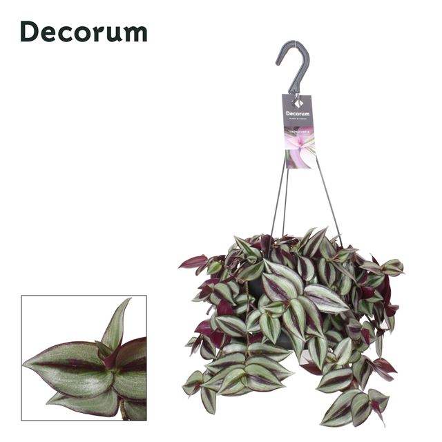 Picture of TRADESCANTIA ZEBRINA VIOLET HILL HANGING BASKET