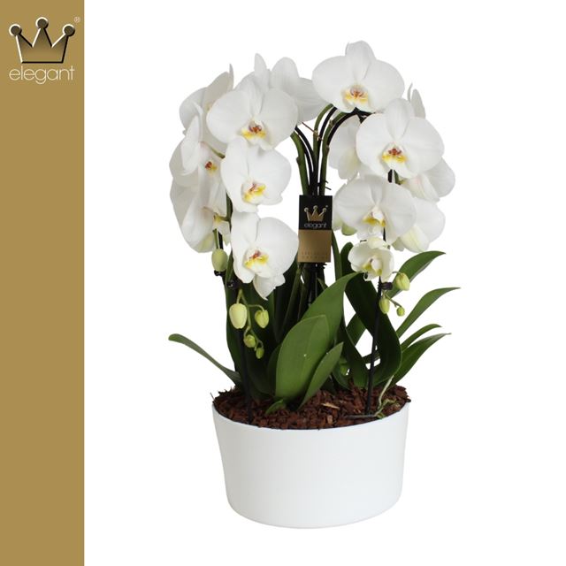 Picture of Phalaenopsis 03 stem cascade white ceramic