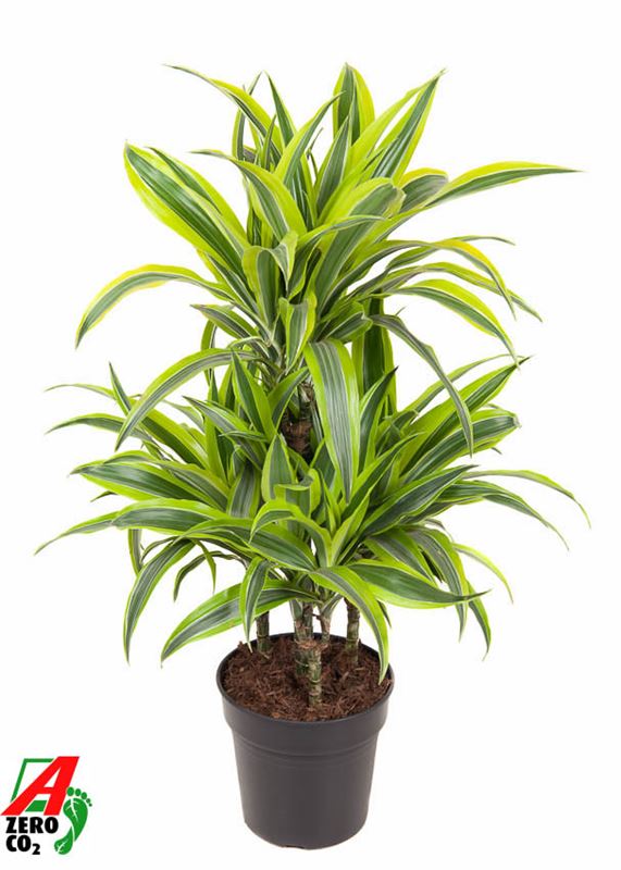 Picture of DRACAENA FRAGRANS LEMON LIME CARROUSEL +045