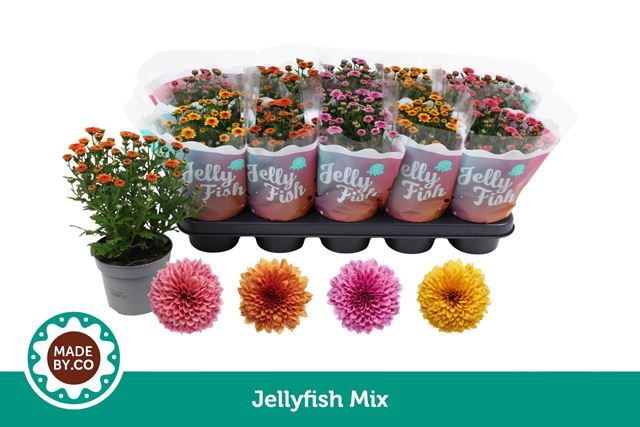 Picture of Chrysanthemum jellyfish mix