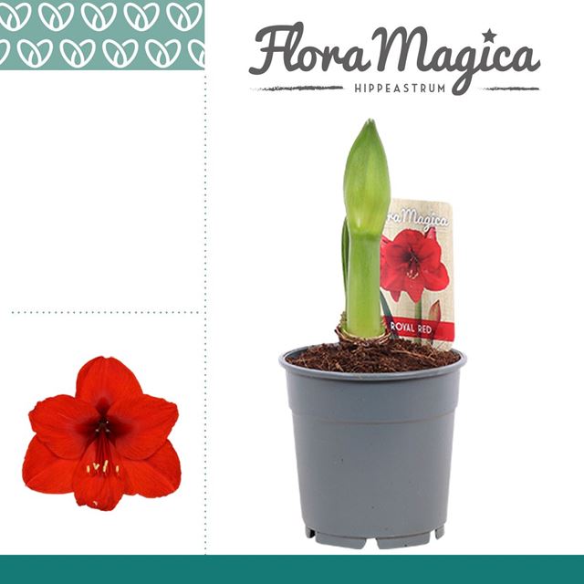 Picture of HIPPEASTRUM 01-FL ROYAL RED 