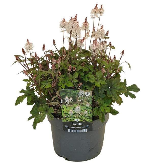 Picture of Tiarella spring symphony