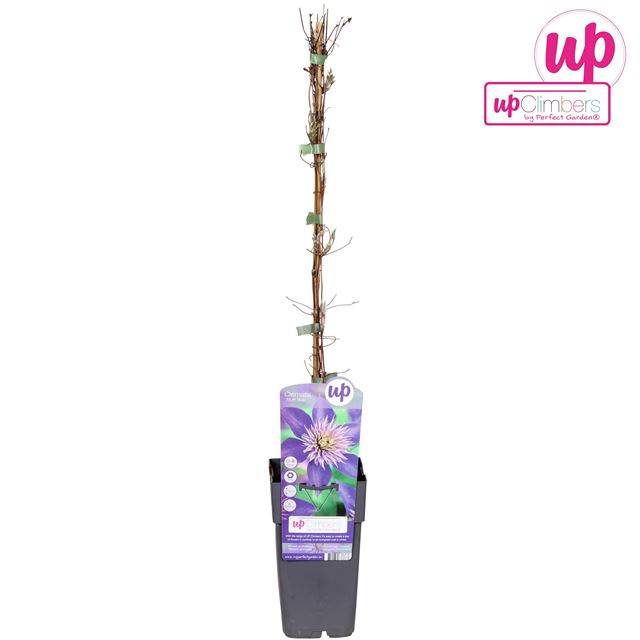 Picture of Clematis multi blue