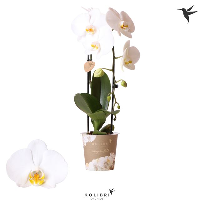 Picture of PHALAENOPSIS 01-STEM NIAGARA FALL WHITE