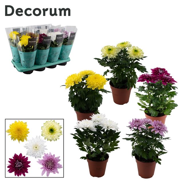 Picture of Chrysanthemum chrysanne zembla next mix