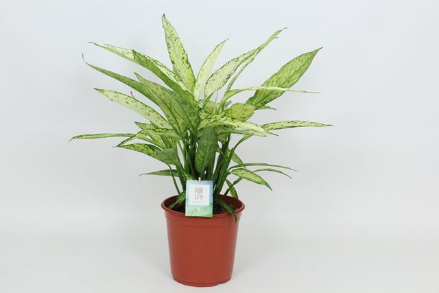 Picture of Dieffenbachia vesuvius