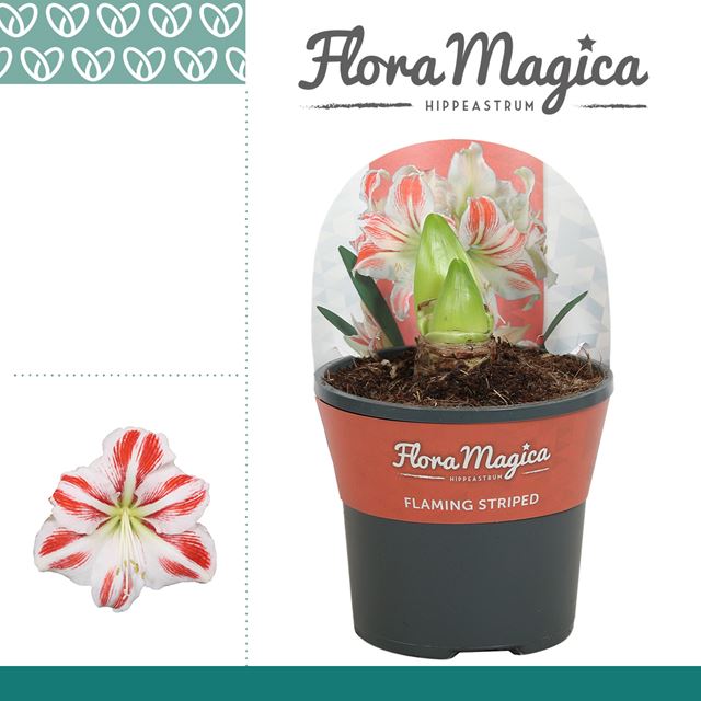 Picture of HIPPEASTRUM 02-FL FLAMING STRIPE + COVER