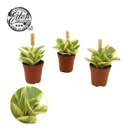 Picture of Peperomia obtipan bicolor