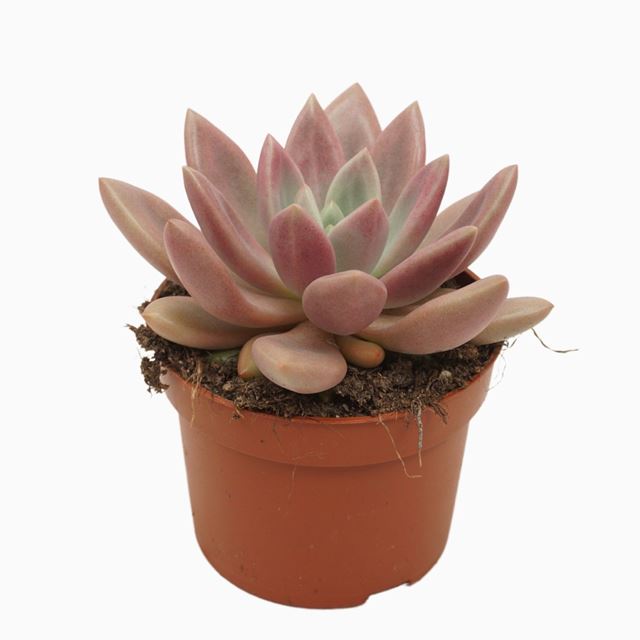 Picture of Pachyveria rosy crow