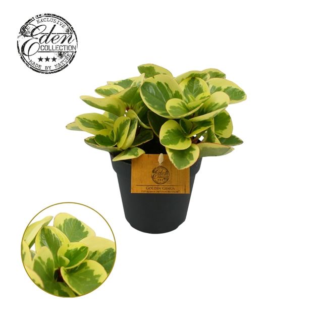 Picture of PEPEROMIA OBTIPAN BICOLOR