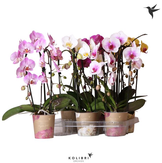 Picture of PHALAENOPSIS 02-STEM NIAGARA FALL MIX