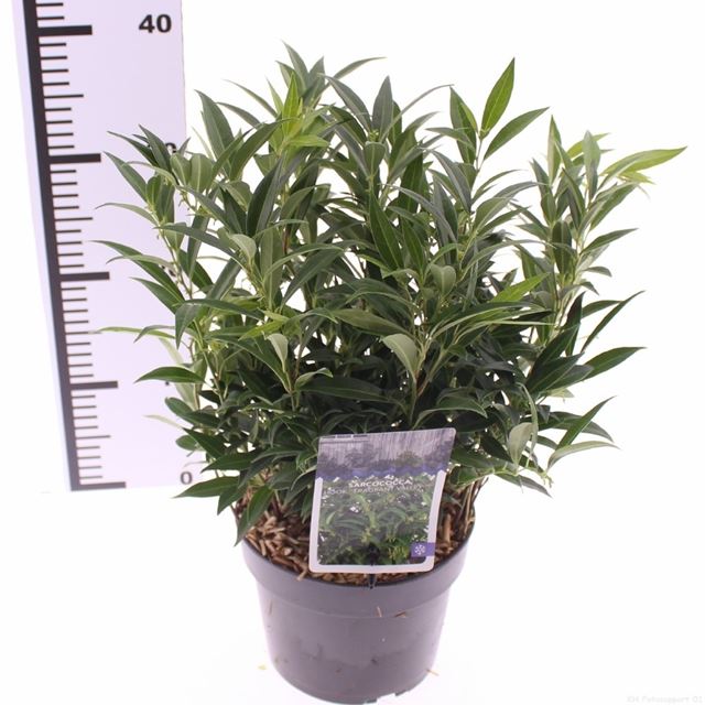 Picture of Sarcococca fragrant valley