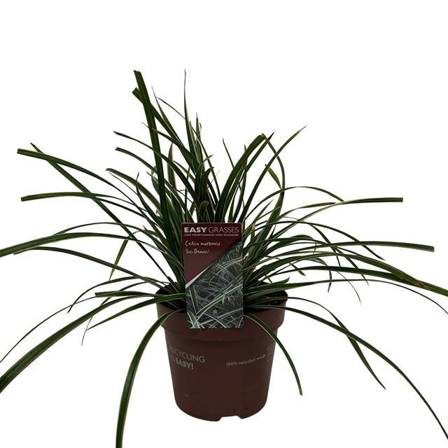 Picture of Carex morrowii ice dance