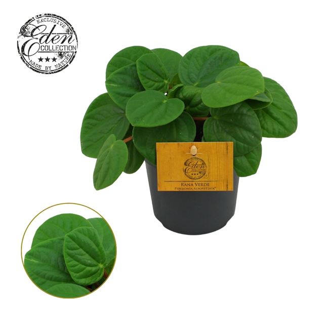 Picture of PEPEROMIA ALBOVITTATA RANA VERDE