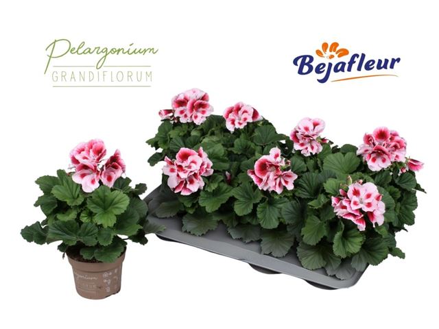 Picture of Pelargonium grandiflorum tony
