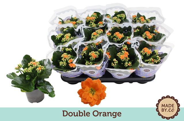 Picture of Kalanchoe double orange