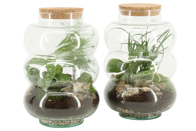 Picture of TERRARIUM