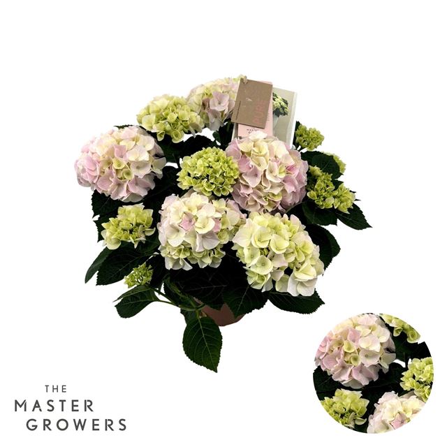 Picture of Hydrangea macrophylla hi diamond pink 09+fl