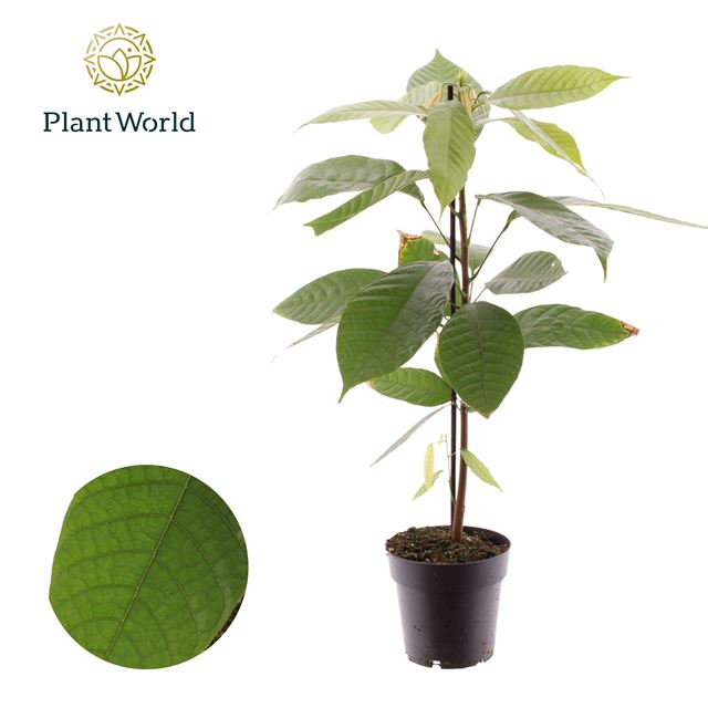 Picture of Theobroma cacao