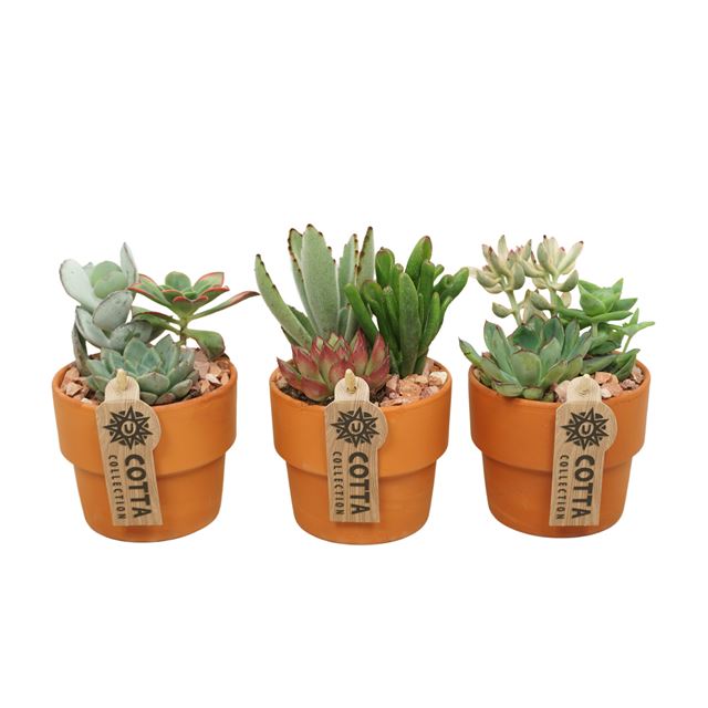 Picture of SUCCULENT ARRANGEMENT IN TERRACOTTA