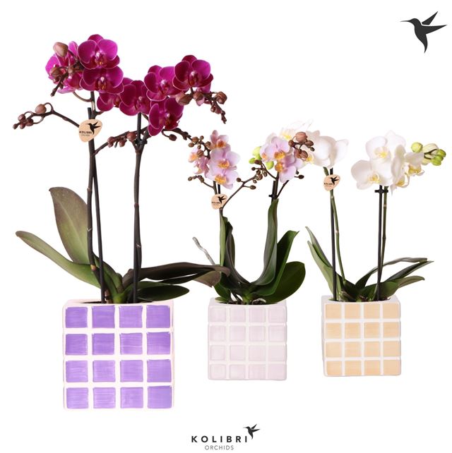 Picture of PHALAENOPSIS 02-STEM MIX IN CERAMIC