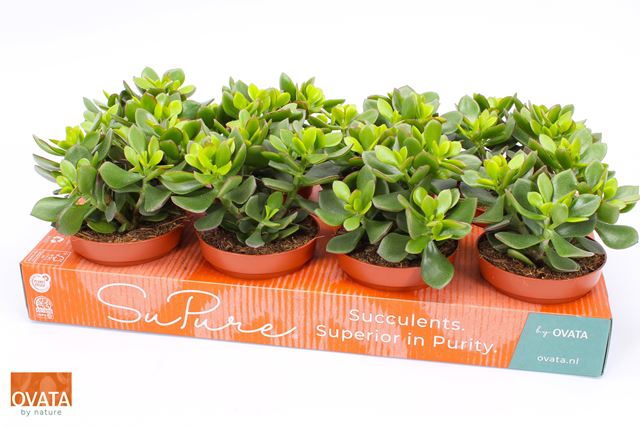Picture of Crassula ovata minova magic