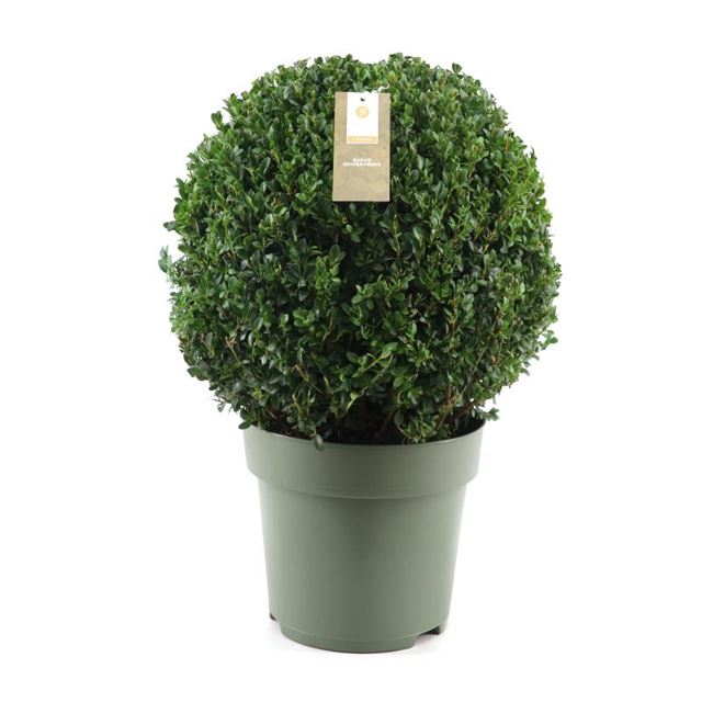 Picture of BUXUS SEMPERVIRENS BALL 040CM