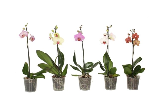 Picture of PHALAENOPSIS 01-STEM KOLIBRI MIX