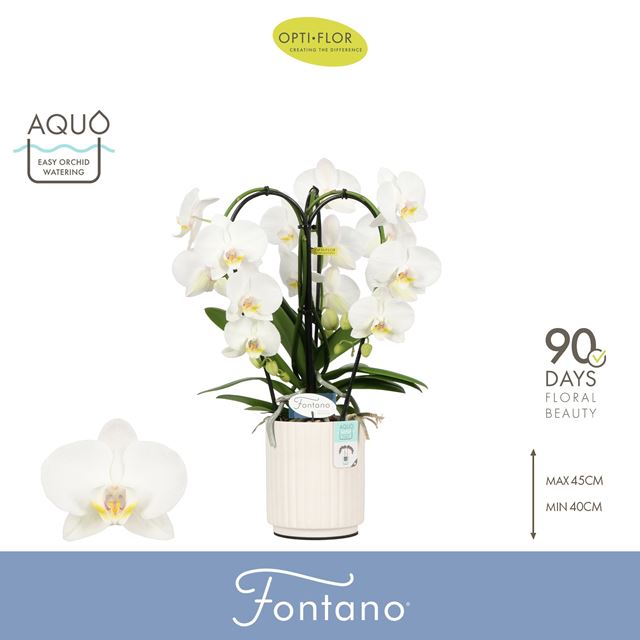 Picture of Phalaenopsis 03-stem fontano bellagio in ceramic