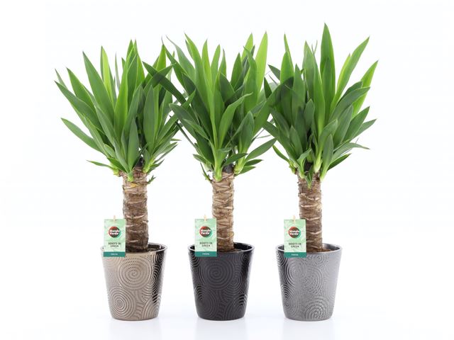 Picture of YUCCA ELEPHANTIPES IN CERAMIC