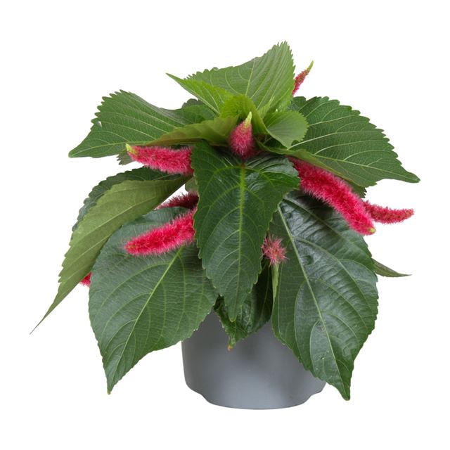 Picture of Acalypha hispida pink