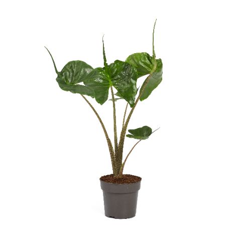 Picture of ALOCASIA STINGRAY