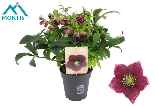 Picture of Helleborus orientalis viv red