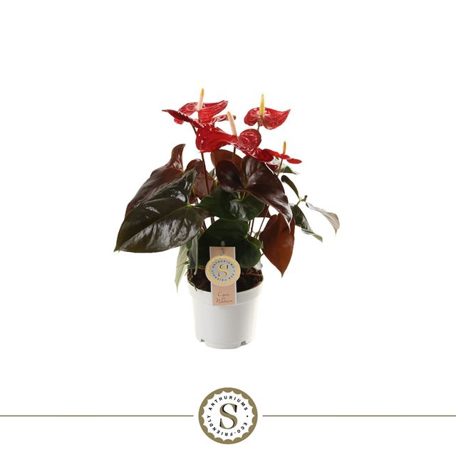 Picture of Anthurium champion coral