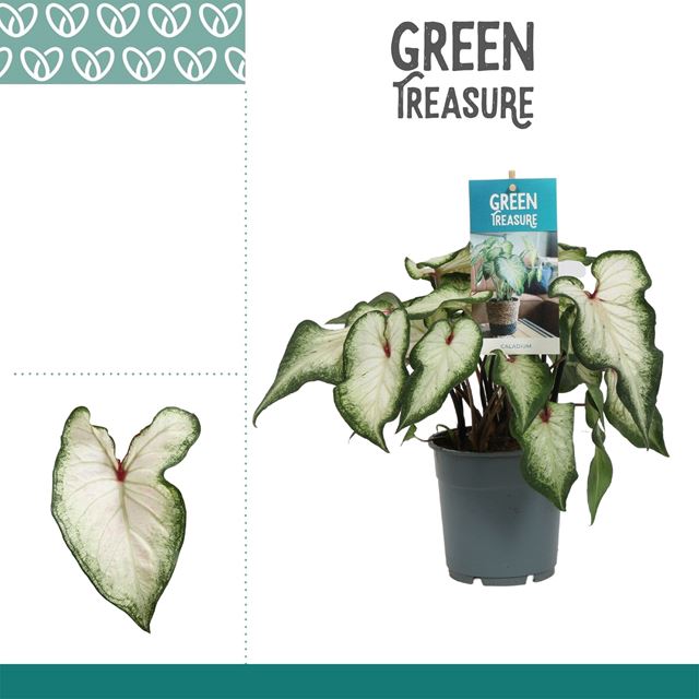 Picture of Caladium white wonder