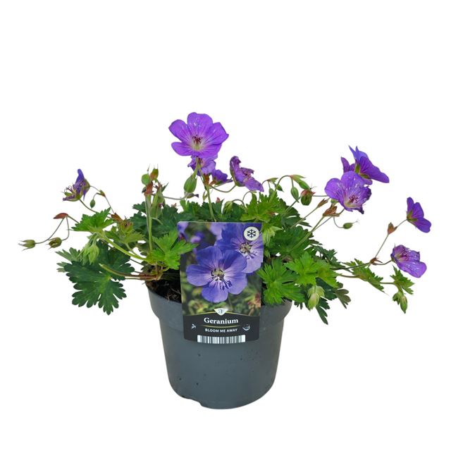 Picture of Geranium wallichianum bloom me away
