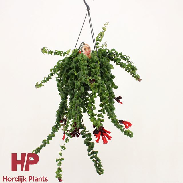 Picture of AESCHYNANTHUS RASTA IN HANGING BASKET