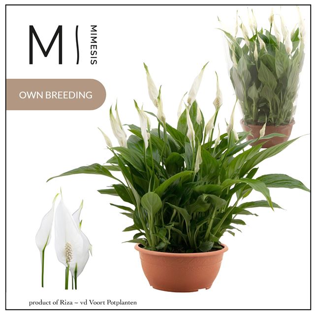 Picture of Spathiphyllum chopin bowl pot