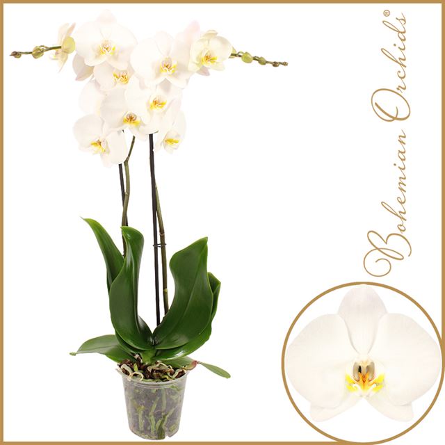 Picture of PHALAENOPSIS 02-STEM CAMBRIDGE