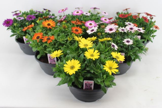 Picture of Osteospermum bowl