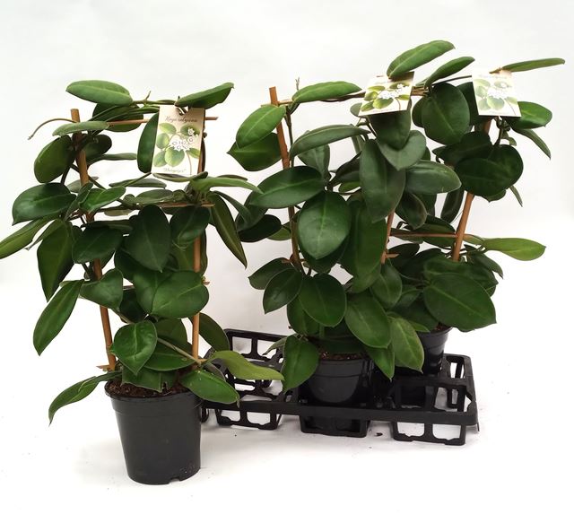 Picture of Hoya stargazer on frame