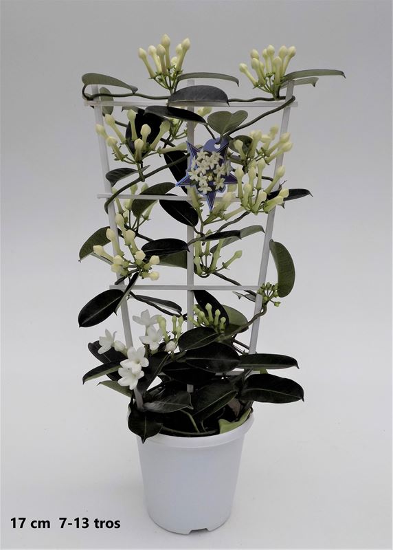 Picture of Stephanotis floribunda on frame