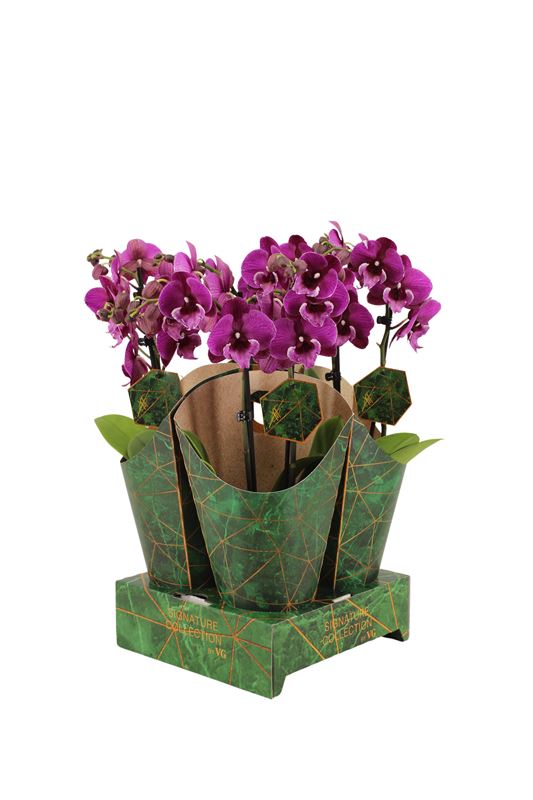 Picture of PHALAENOPSIS 02-STEM BLACK BEAR IN COVER