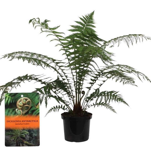 Picture of Dicksonia antarctica