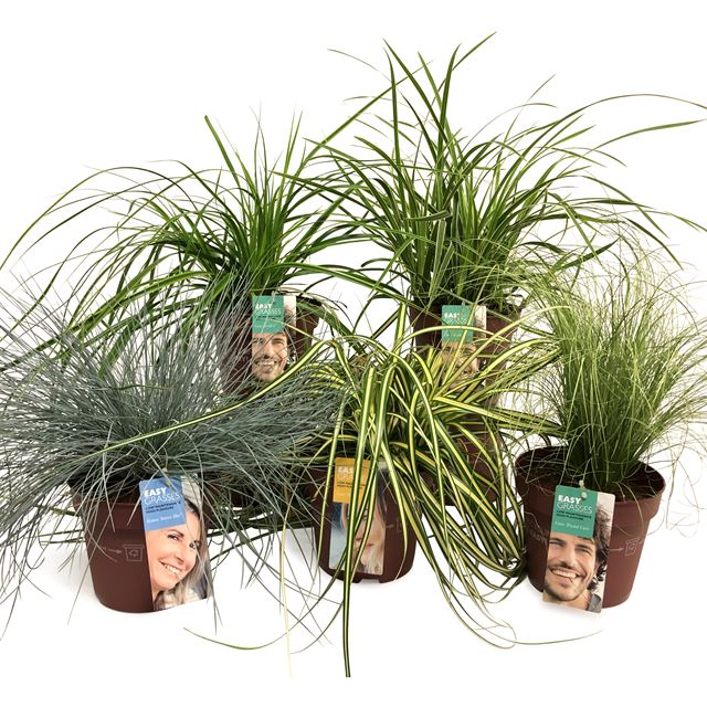 Picture of Outdoor grass mix