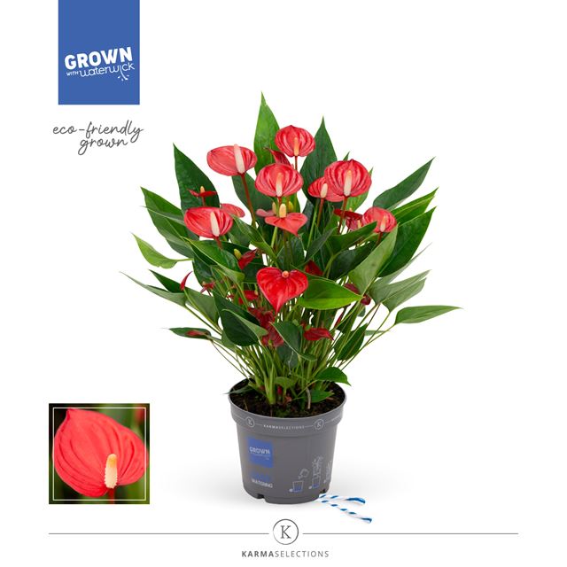 Picture of ANTHURIUM ANDREANUM MILLION FLOWERS RED