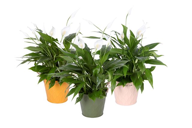 Picture of SPATHIPHYLLUM IN COLOURED ZINC