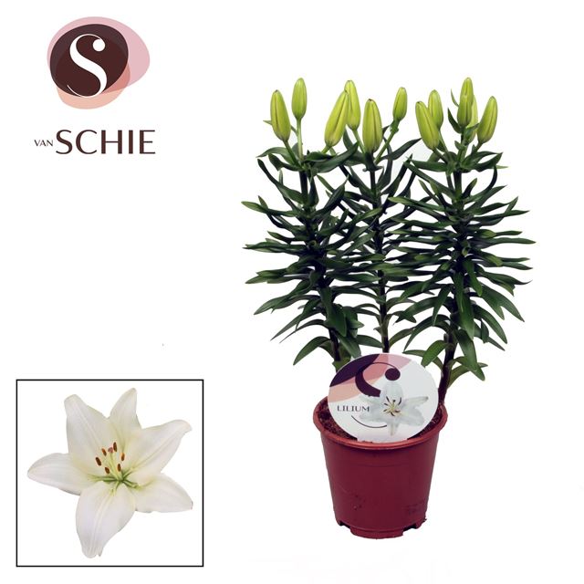 Picture of LILIUM ASIATIC 03PP GWEN WHITE